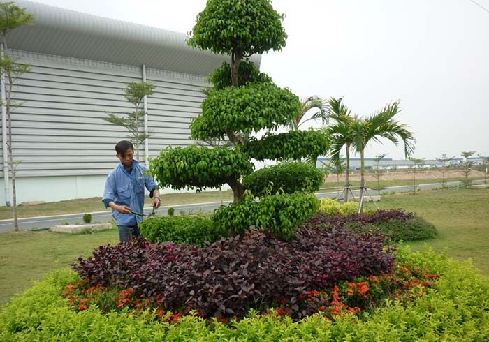 Dịch vụ cắt tỉa cây xanh